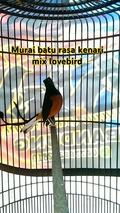 murai batu isian kenari sambung Lovebird #kicaumania #muraibatu #kicaumanianusantara