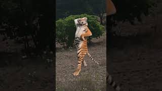 Tiger spotted ☠️#animalattack #animalvirals #viralvideos #reels #hitshorts #fyp #foryouviral #2026