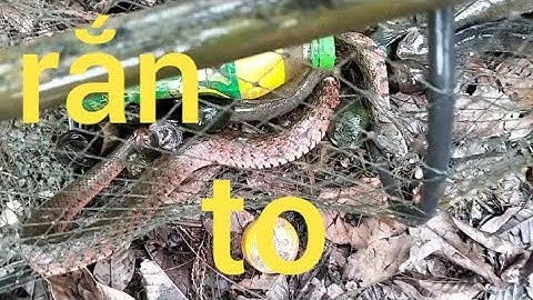 Đặt lợp, dính rắn, cá lóc to, cá trê vàng, rô đồng, thác lác, cá chốt 