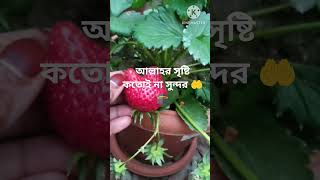 Strawberries from my own tree ||  Rabi -3 Strawberry || shortvideo viral fruit shorts