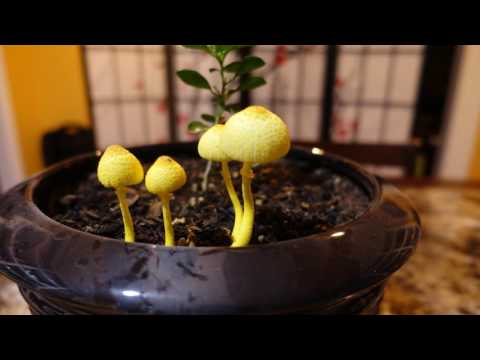 Mushroom timelapse