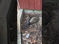 Success in one, followed by a bonehead move #youtubeshorts #nature #trapping #tiktok #trending