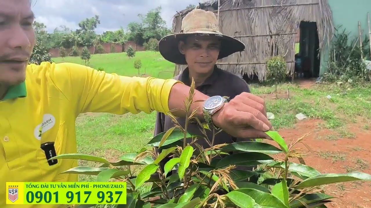 HƯỚNG DẪN CHĂM SÓC SẦU RIÊNG CÂY CON - KỸ THUẬT CHĂM SÓC SẦU RIÊNG NHƯ THẾ NÀO