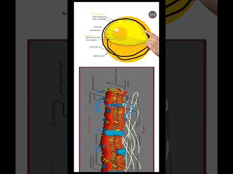 Video: Hüceyrə membranının sendviç modeli nədir?