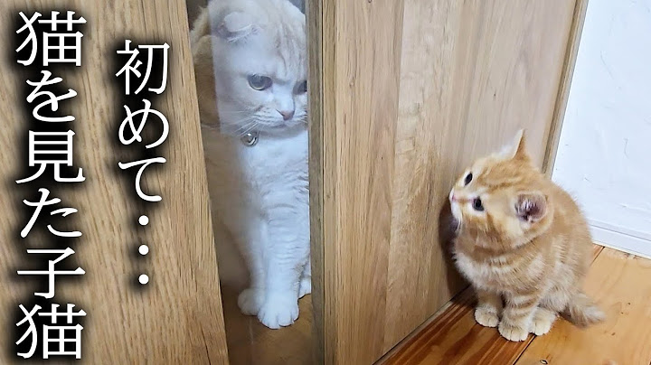 突然先住猫と鉢合わせてしまった子猫が大変なことに...