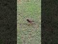 #shortsfeed #shorts #o mahi o mahi song status#viralvideo