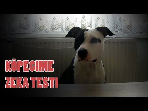 Köpeğime Zeka Testi Yaptim Youtube