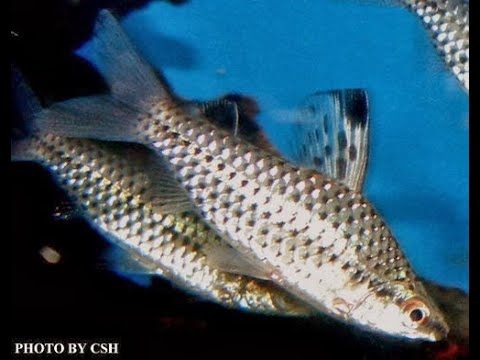 網球魚(Chilodus punctatus)