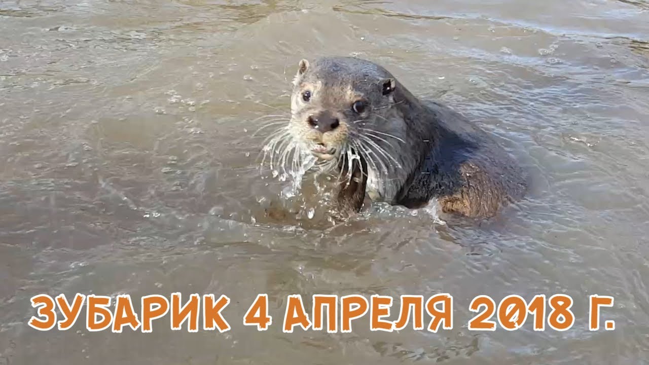 ЗУБАРИК 4 АПРЕЛЯ 2018 Г. - YouTube