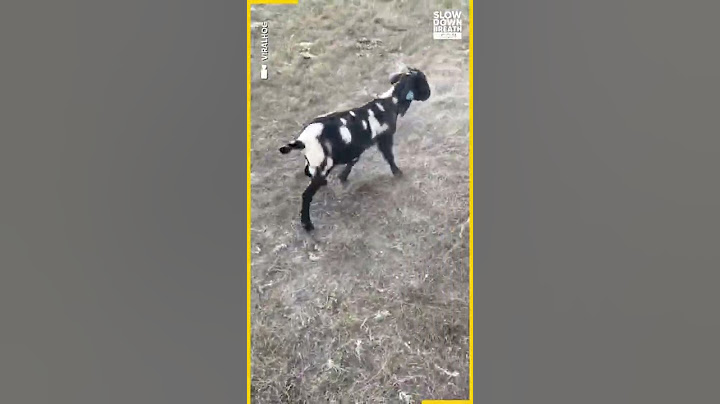Rescuing a goat with its head stuck!