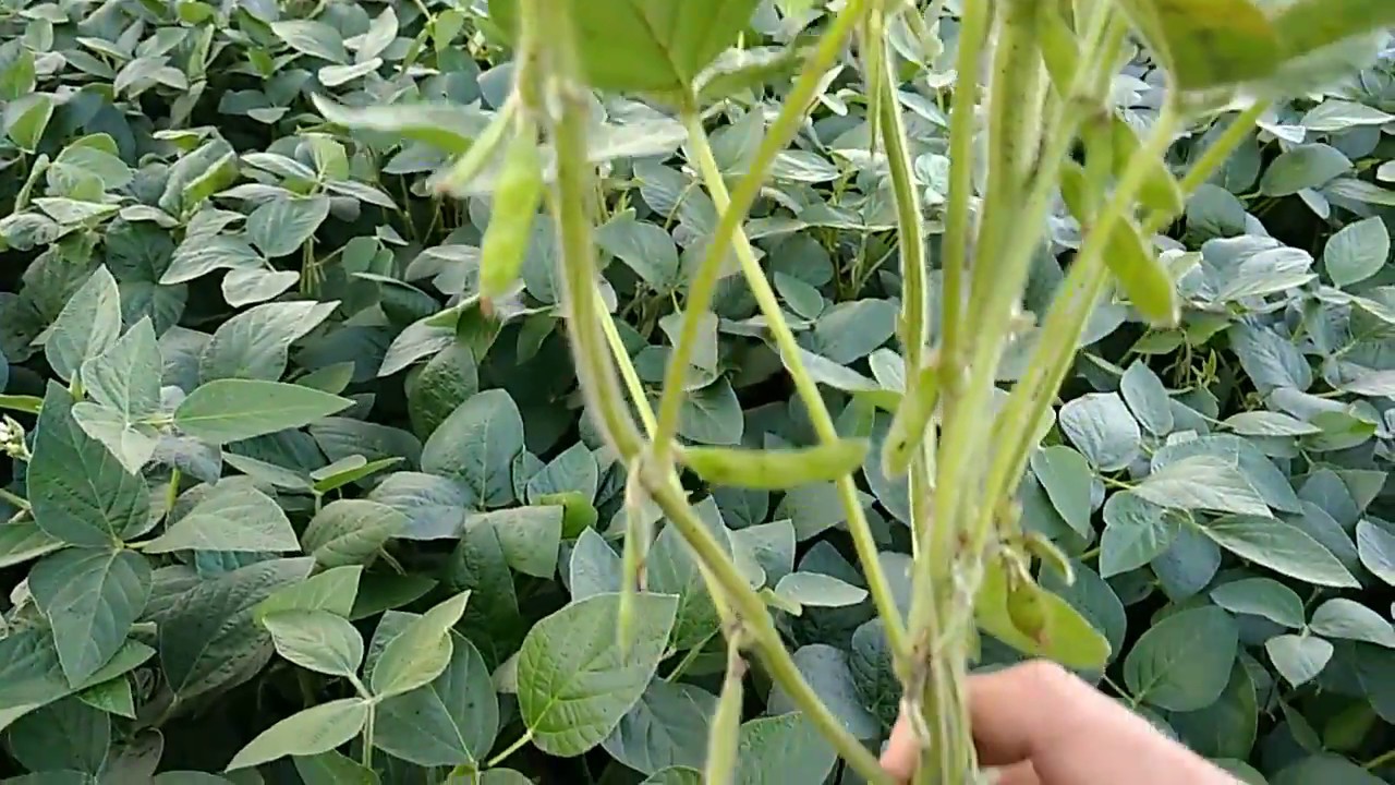 соя культурная (glycine hispida). тройчатый лист сои. фаза первого тройчатого листа сои. соя ботаника. растрескивание бобов сои.