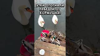 Утки-десантники отогнали лебедей от кормушки! #4k