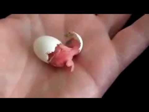 Рождение попугая