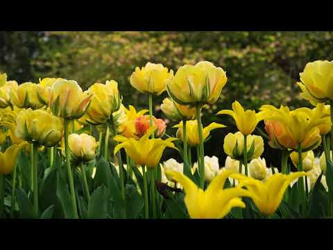 Longwood Gardens Tulip Display - YouTube