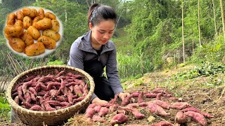 Process Of Making Co Sweet Potatoes - Harvesting Potatoes And Bringing Them To The Market To