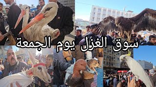 سوق الغزل يوم الجمعة انواع الحيوانات والطيور مخلوقات اول مره تشوفوها 2023/11/24