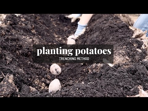 Video: Aardappels planten in een greppel: de Potato Trench and Hill-methode gebruiken