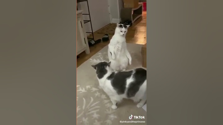 A white cat act link a humans #shorts