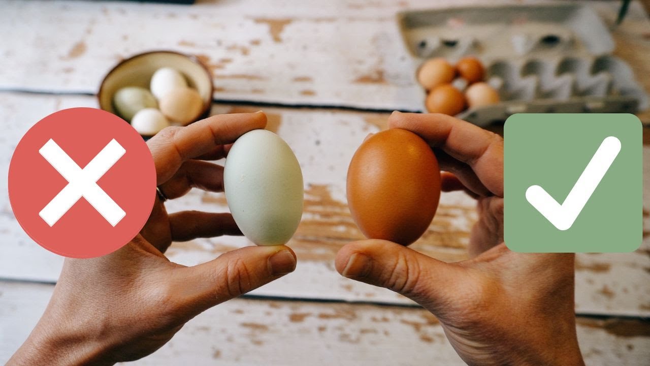 Selecting Eggs for Incubation - 12 Common Mistakes!