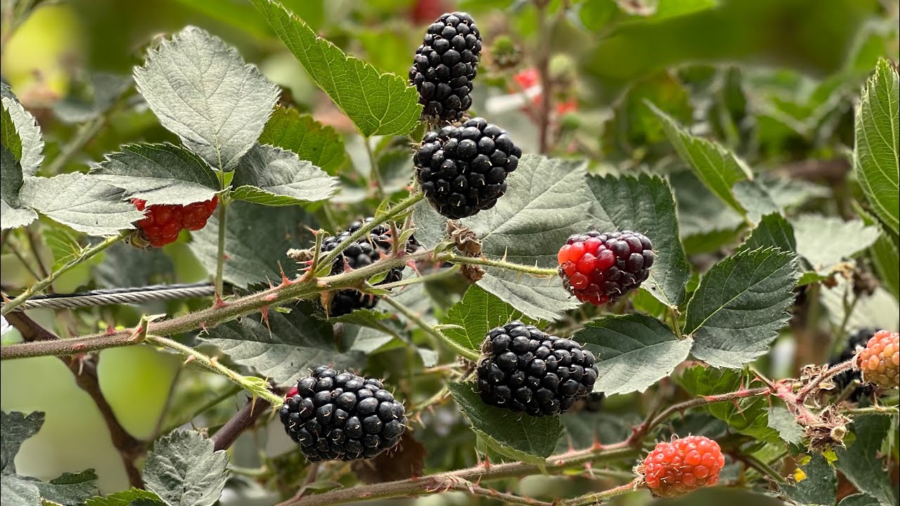 التوت الاسود |إنتاج شركة ساباد#عبدالجبار_بومره