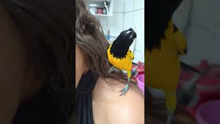olha o brabo aí 😂😂 #aves #pets #petsfofinhos