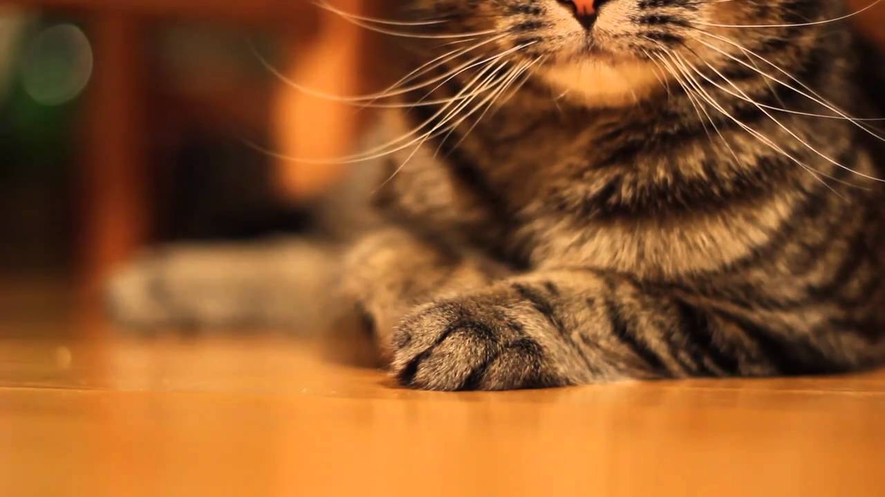 Kattens Forstå din kat og kattelyde - Online Magasin