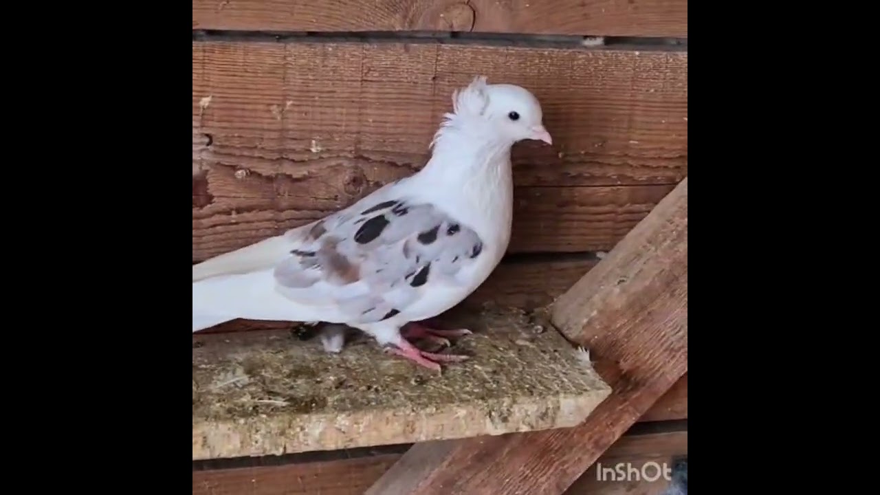 Всем привет, нас удивляет всё тотже Гагик!