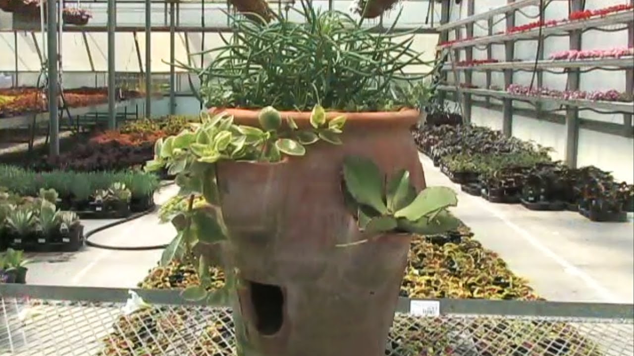 Strawberry Pots Good for Succulents and Herbs YouTube