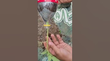 Planting tomatoes upside down.🍅🍅😁 #kahalaman #gardening #tomatoes