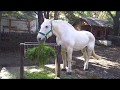 ペルシュロン　(千葉市動物公園/千葉県)