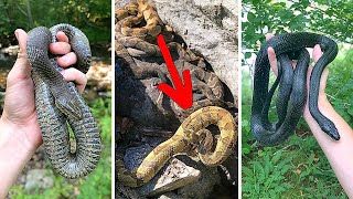 Every Snake I Found This Year! (Shorts Compilation 2025)