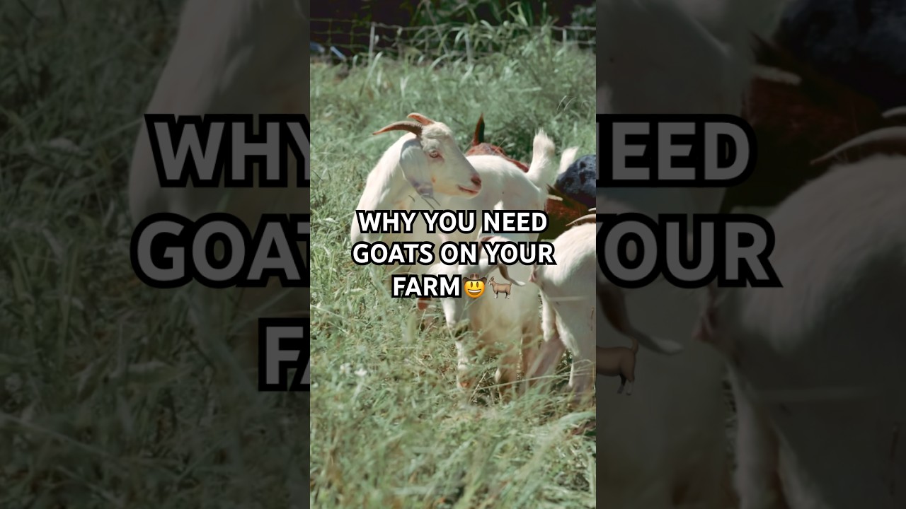 Why You Need Goats On Your Farm🐐 #farm #goat #farmlife #farmer #sustainable #farming #garden #goats