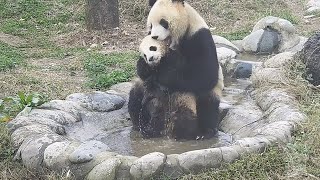 Панда намагається помити свого малюка (Тварини №14)