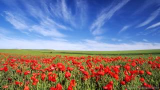 HARMONICA &quot; COMME UN P&#39;TIT COQUELICOT &quot; Mouloudji