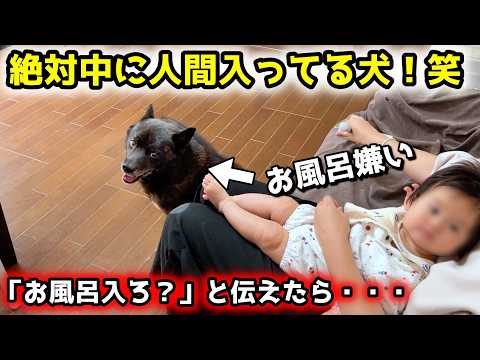 絶対中に人間が入ってる犬の、お風呂拒否が面白すぎる笑【甲斐犬一休】