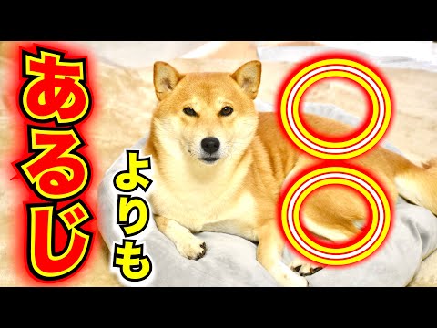 飼い主に待てをする柴犬こむぎとＮＧ集【あるじのステップ？】ココグルメワンコインキャンペーン