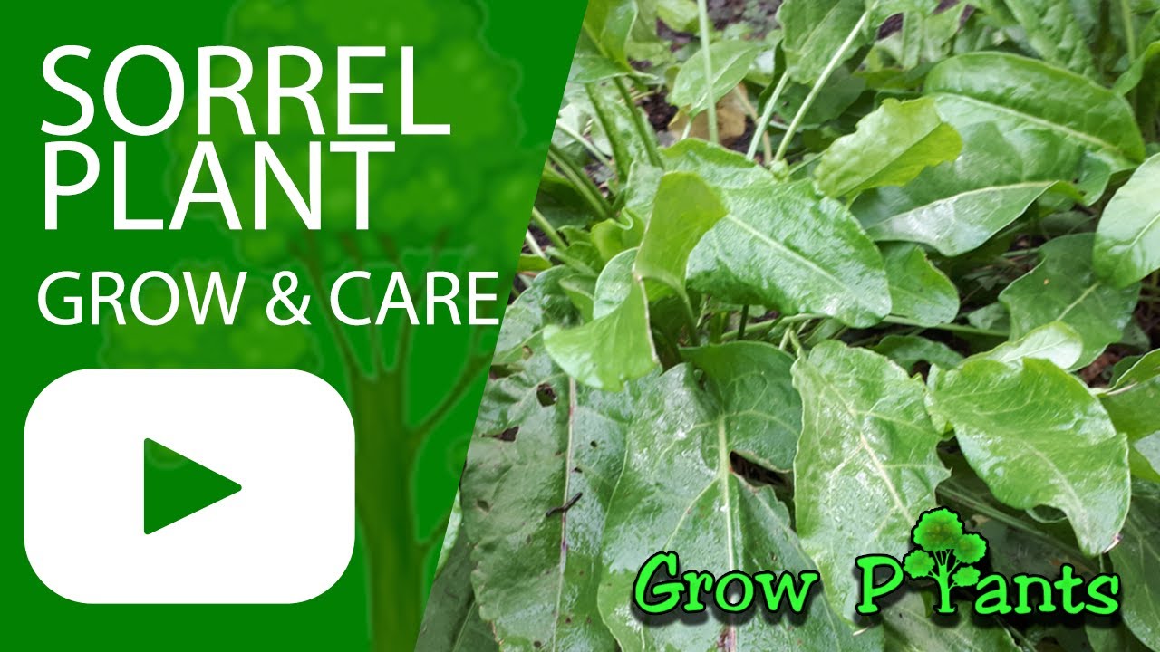 Sorrel plant grow & care (Beautiful leaf plant) YouTube