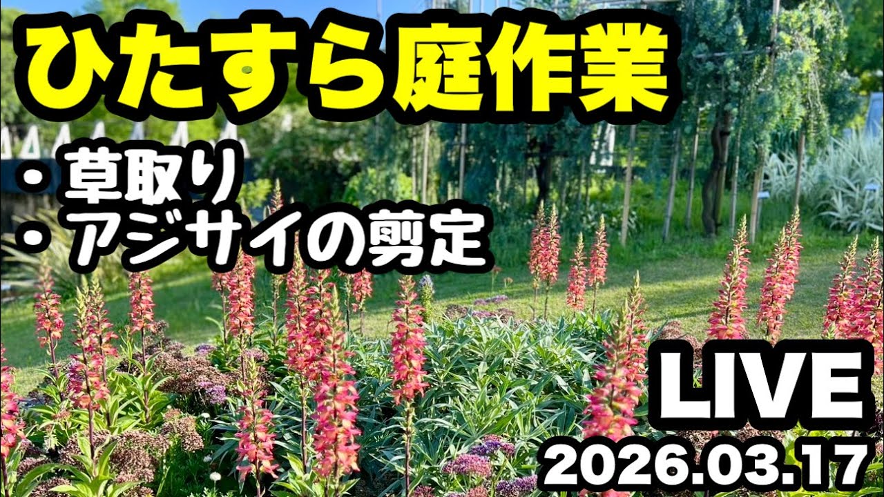 ◇ひたすら庭作業をするだけのLIVE的な… - YouTube