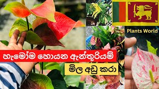 ?? මේ ඇන්තුරියම් පැල ඔක්කොම රු2000 - anthurium wagawa sinhala Plants World 2023