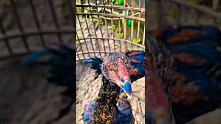 cara memilih anakan yang berkualitas#shortvideo#viralvideo#viralshorts#rooster#fyp