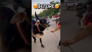 BEFORE & AFTER 😭😭💔😭 || #youtubeshorts #strongbull #cow #shorts #chandbail #comedy #animals