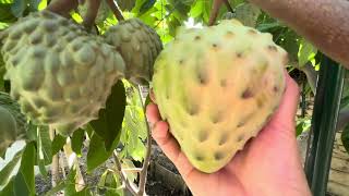 Atemoya Harvest & Tasting. Thăm Vườn Mãng Cầu Vào Tháng 10. Thu Hoạch Và Ăn Thử Mãng Cầu Tại Vườn. 