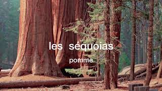 (eng/fr) les séquoias by pomme