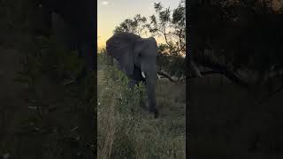 Dusty ears elephant #reel #shortsmitmarietta  #shorts #elephant #wildlife