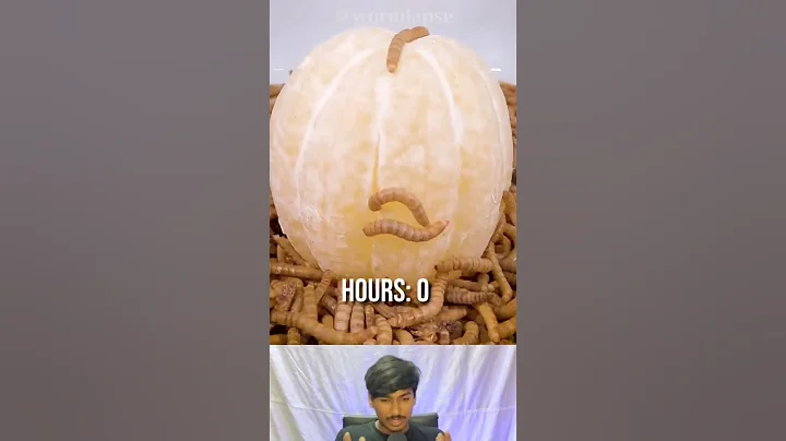 10000 Mealworms v/s pelled lemon 🍋 superworms time lapse