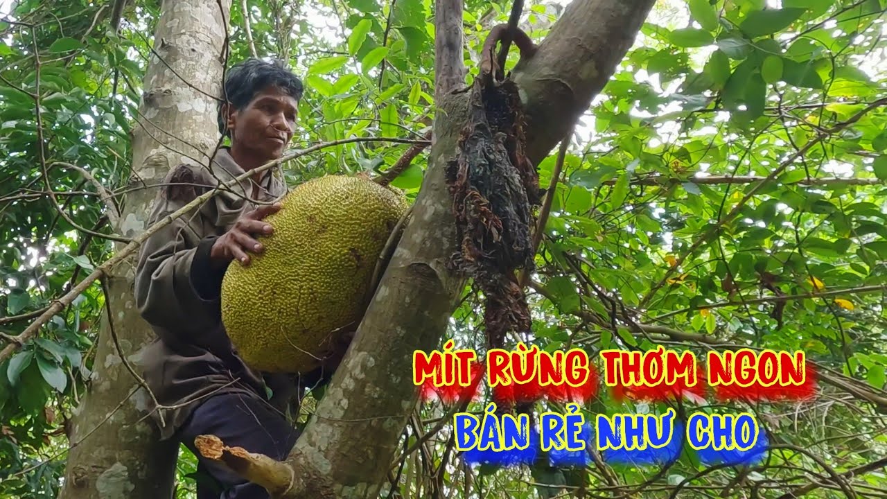 VƯỜN MÍT bí ẩn ở trong rừng, thơm ngon BÁN RẺ như cho - tập 1061