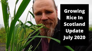 Growing rice at home in Scotland 25 July update.