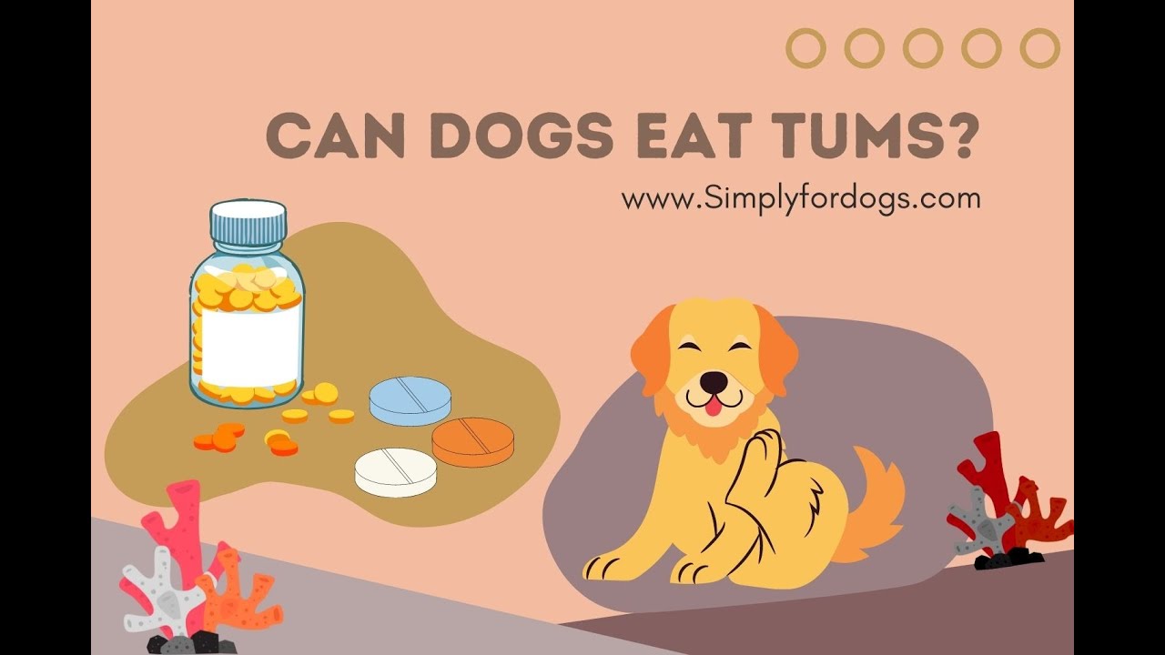 Can Dogs Eat Tums?