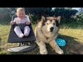 Life With Malamutes And Baby! VANLIFE Campervan Vlog (Come On Holiday With Us)