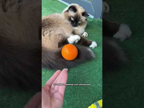 Какие запахи не любят кошки